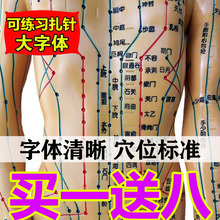 针灸穴位人体模型经络穴位模特图全身中医十二铜人扎针练习小皮人