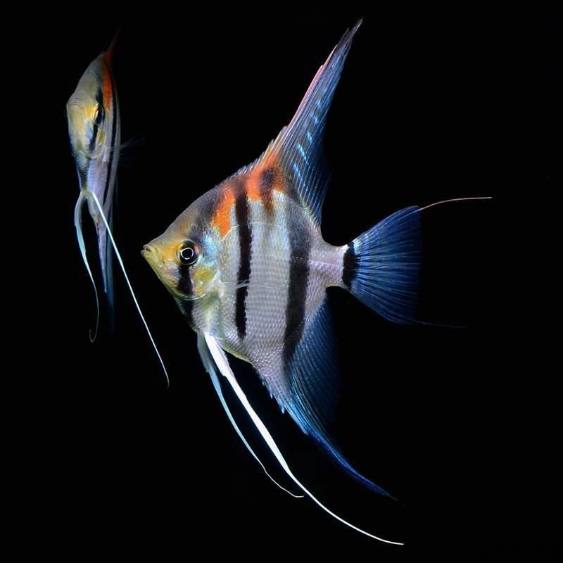 Red Back Egyptian Swallow Fish St. Isabel Mana Capru Mainefish Swallow Swallow Fish Watch Fish
