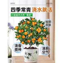 �ļ���ۘ������Ԏ����͏dֲ���҃Ȼ��ܾGֲС�����辰������