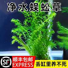 蜈蚣草水草植物鱼缸水草金鱼藻鱼缸造景水上植物真草净化水质水培