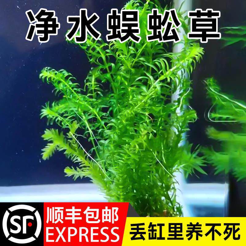 蜈蚣草水草植物鱼缸水草金鱼藻鱼缸造景水上植物真草净化水质水培