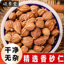 精选四川香砂仁川砂仁香沙仁卤料香料无硫砂仁香砂新货足干香砂仁