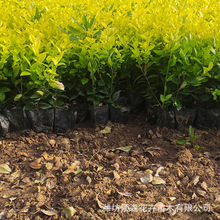 ��ɭŮؑС�籭��ͥԺ�e���G�����h�ʈ@�ֹ��̾G�����ļ��������l