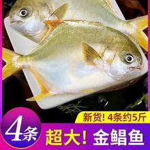 金鲳鱼特大鲳鱼鲜活新鲜冷冻海鱼金昌鱼平鱼银鱼白鲳鳊鱼冰鲜顺丰