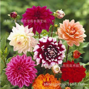 Dahlia Bulbs, Small Dahlia Bulbs, Sweet Potato Flowers, Dahlia Florals, Perennial Flower Seeds, Dahlia Bulbs