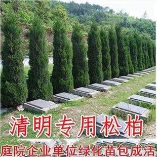 Cypress Saplings, Pine Saplings, Cypress Saplings, Cedar Saplings, Chinese Arborvitae Christmas Tree Greening Saplings, Platycladus Arborvitae Saplings, Cypress Saplings