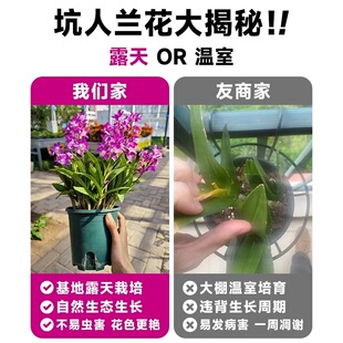 ������ˮʯ���m���Ԏ�����ˮ��ֲ��ʯ���m�绨��ֲ���҃ȾGֲ���B