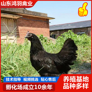 ��ھG�����u��  �����u�� �����ˮ��ȫ�����u ���l�N��