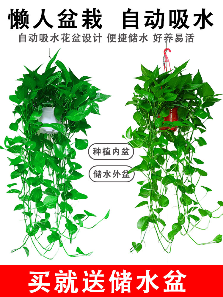 绿萝盆栽室内吸甲醛植物垂吊绿植净化空气花卉水培除甲醛长藤绿箩