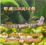 原生冷水观赏鱼不加温淡水小型鱼好养耐活黄唇溪吻白面李氏虾虎鱼