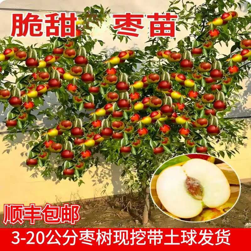 枣树活苗大枣超甜特大庭院果树冰糖冬枣潘枣树南方北方种植枣树苗