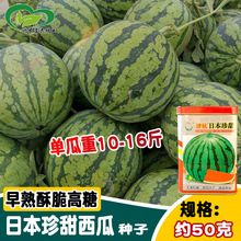 津北种业日本珍甜西瓜种子  农田菜园播种早熟红肉大果西瓜种籽