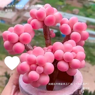 ϡжֲ҃辰ҜAҵܺBGֲ