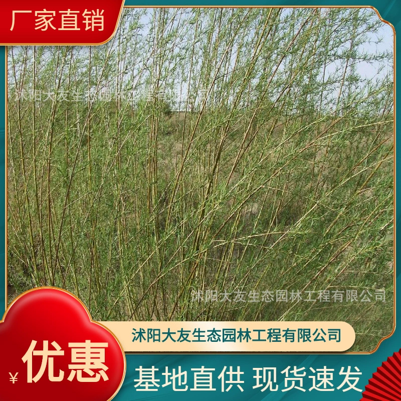База Оптовая Продажа Саженцы саликового производства Живописный район Ландшафтный дизайн Дорога Сад Инжиниринг Озеленение Саженцы
