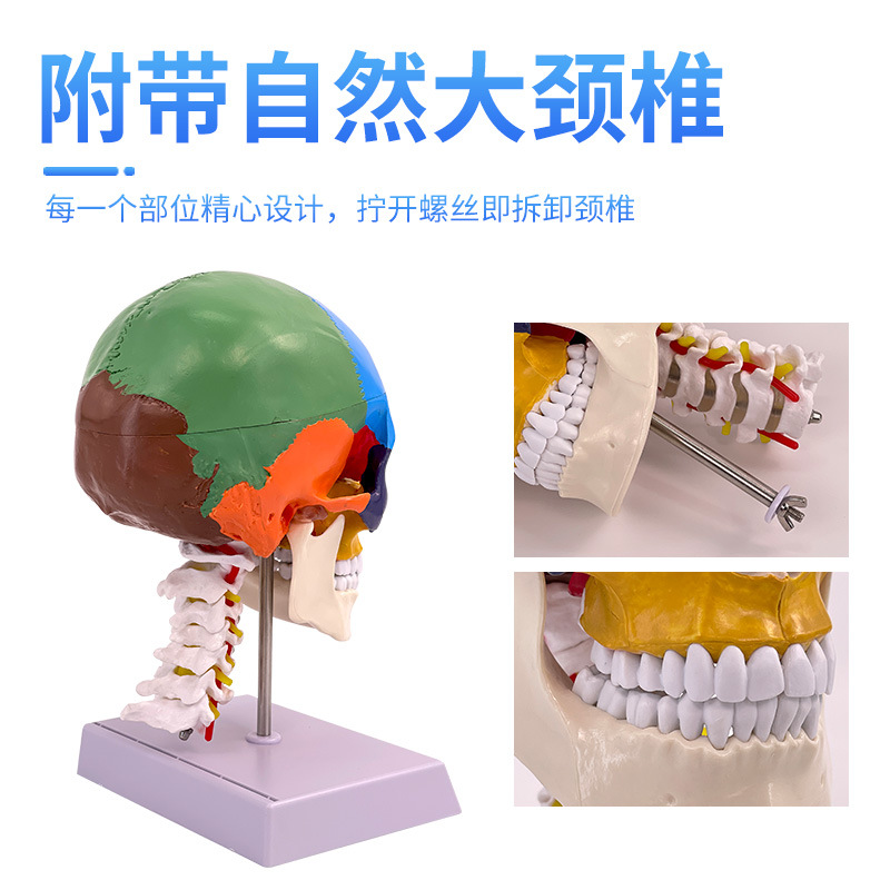 彩色头骨二款主图4