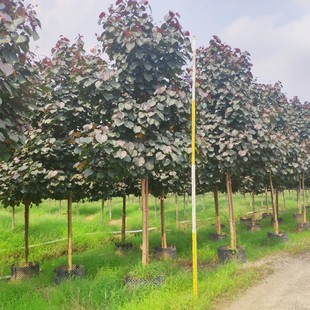 908���� ȫ�� �t�~�S�� ���~�S� 5-8cm��ֲ�� ���~��ľ ����ֱ�N