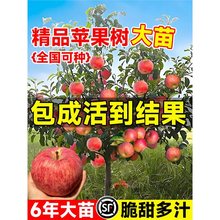 �O�����������Լt��ʿ�����������O�������������ϱ����Nֲ����