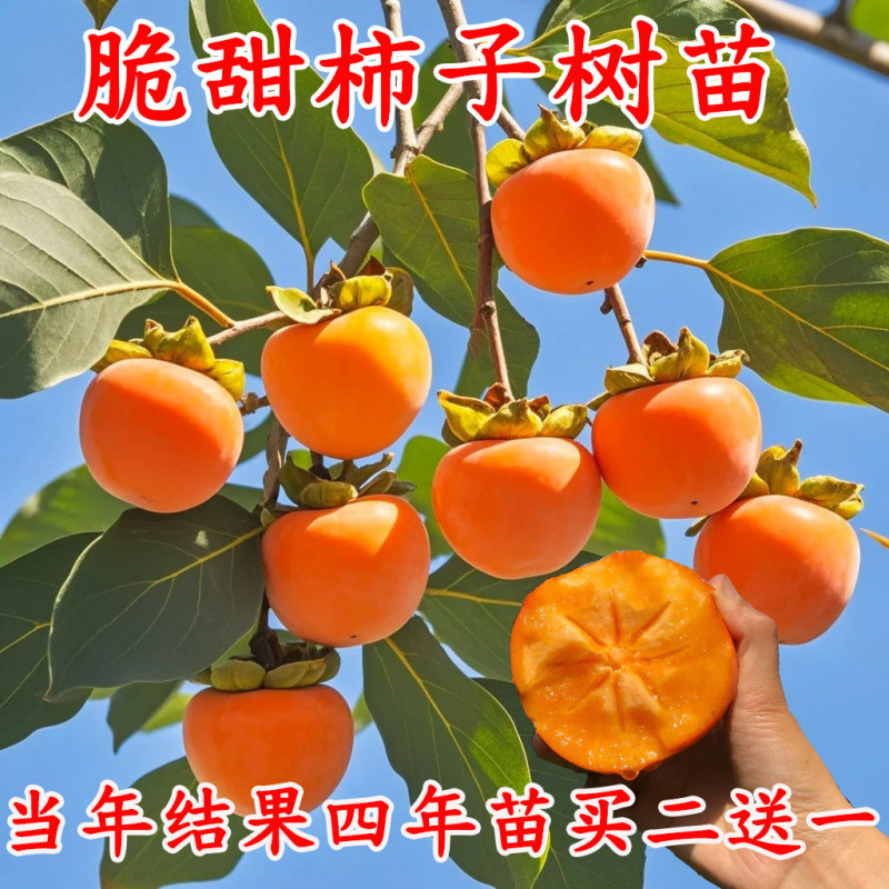 脆甜柿子树苗嫁接无核柿子苗树盆栽地栽果树苗南北方种植当年结果