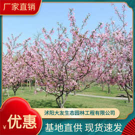 基地供应各种工程绿化花 大量批发  垂丝海棠2年生花 规格齐全