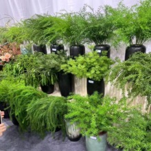 ���滨ɭϵ����Gֲ�Gɫ�~�ӻ�c��Y�õ��Ī�λ��@�L���~�J����