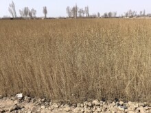 һ���������� ɳĮ��ھG���������� ������