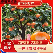 һ�����l�ش����������ͥԺ��������ϱ����Nֲ�𾧸�ƽ�o�˴���