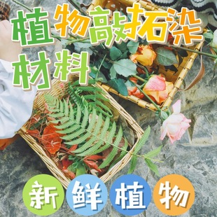 ֲ������Ⱦ���� ���r���ܾGֲ �����زݲ��� ��ӡֲ�����r����