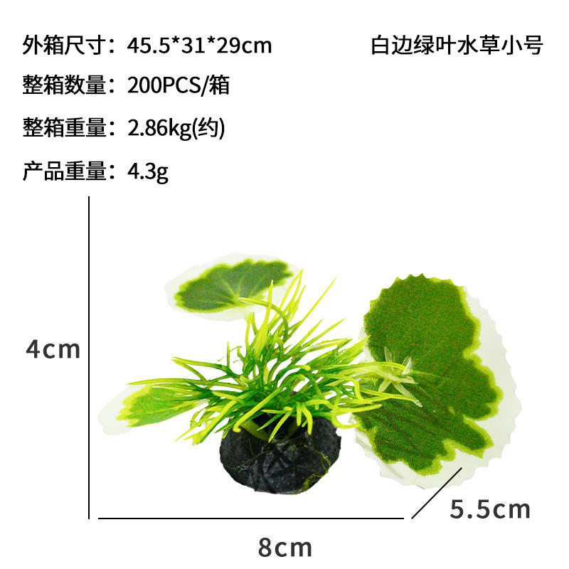 Tnúmero pequeño de hierba de hoja verde de borde blanco