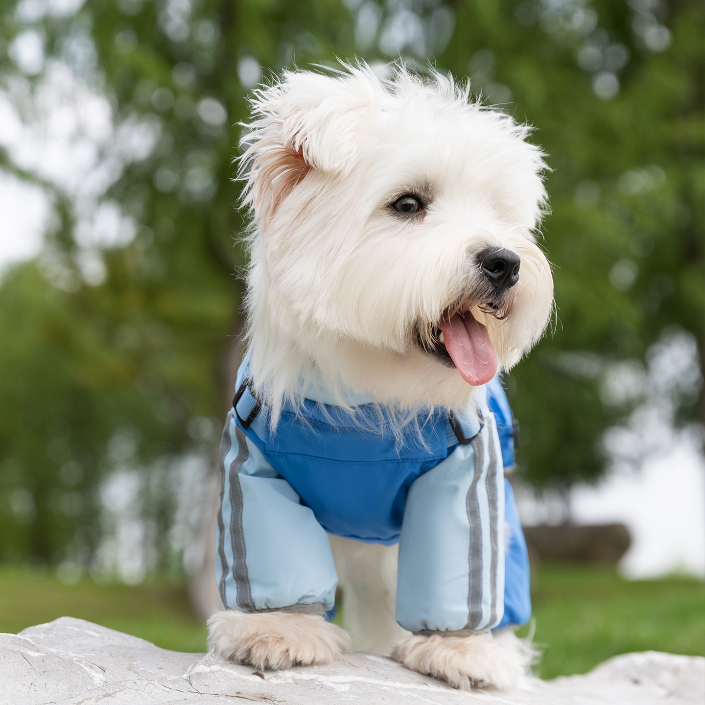 Ropa de mascotas de otoño y invierno caliente tres anti-carga de algodón de cuatro patas perros pequeños y medianos Teddy Bear mascotas ropa de perro