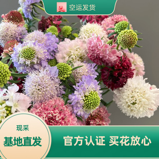Cordyceps Flowers, Sundae Flowers, Yunnan Kunming Base, Straight Hair, Fresh Cut Flowers, Blue Potted Flowers, Classy Fresh Flowers