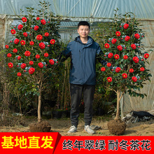 ɽ軨Իܴ҃ͥԺֲͺ辰ļ_軨