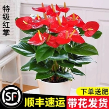 水培红掌白掌盆栽一帆风顺花卉植物室内好养绿植鸿运当头四季凡宜