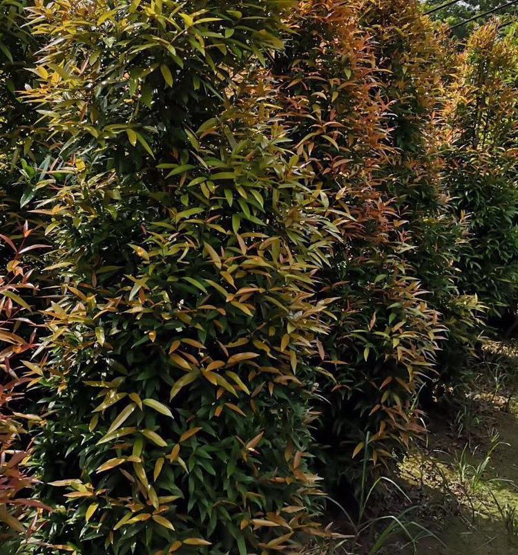 微信图片_20190810165333_看图王