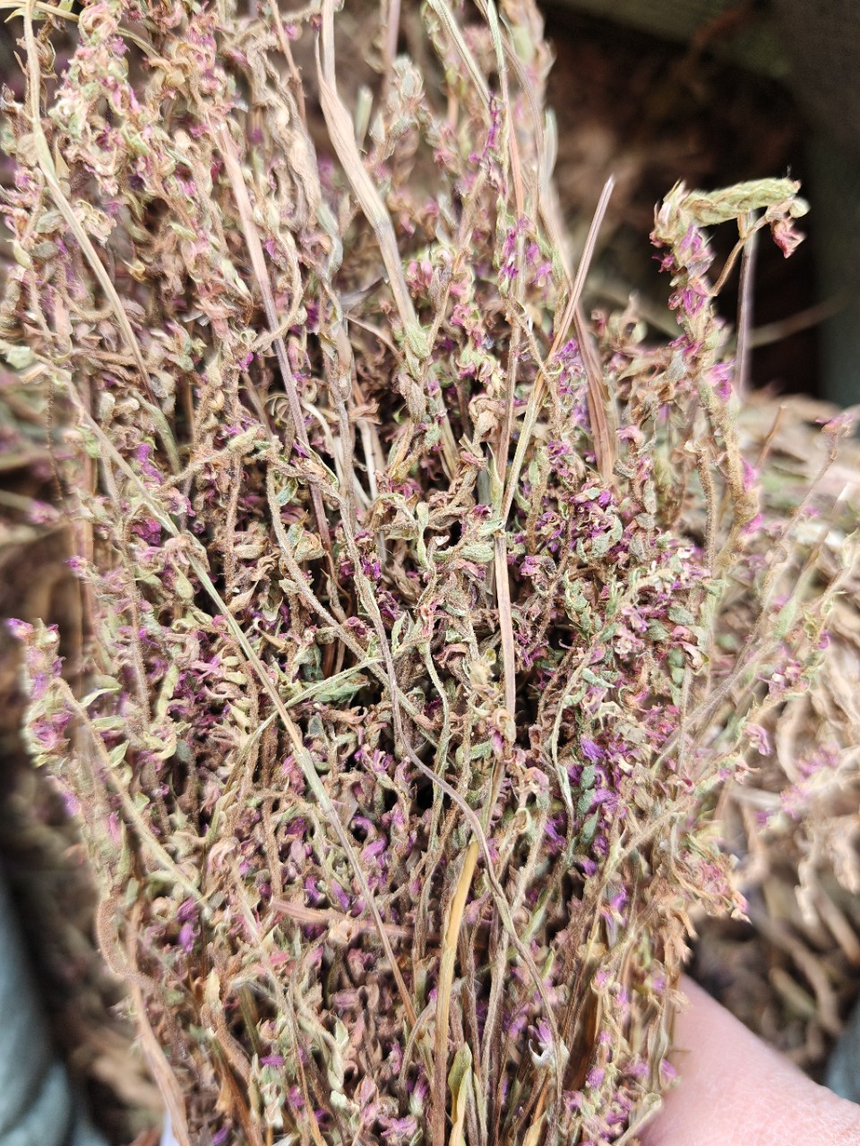Pan Long Shen (Spiranthes sinensis) — Dried Food Herb, Rare Chinese Botanical in use