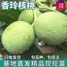 һ�����l������Ҙ����ϱ�������ͥԺ���ԷNֲ�޽ӱ�Ƥ���������