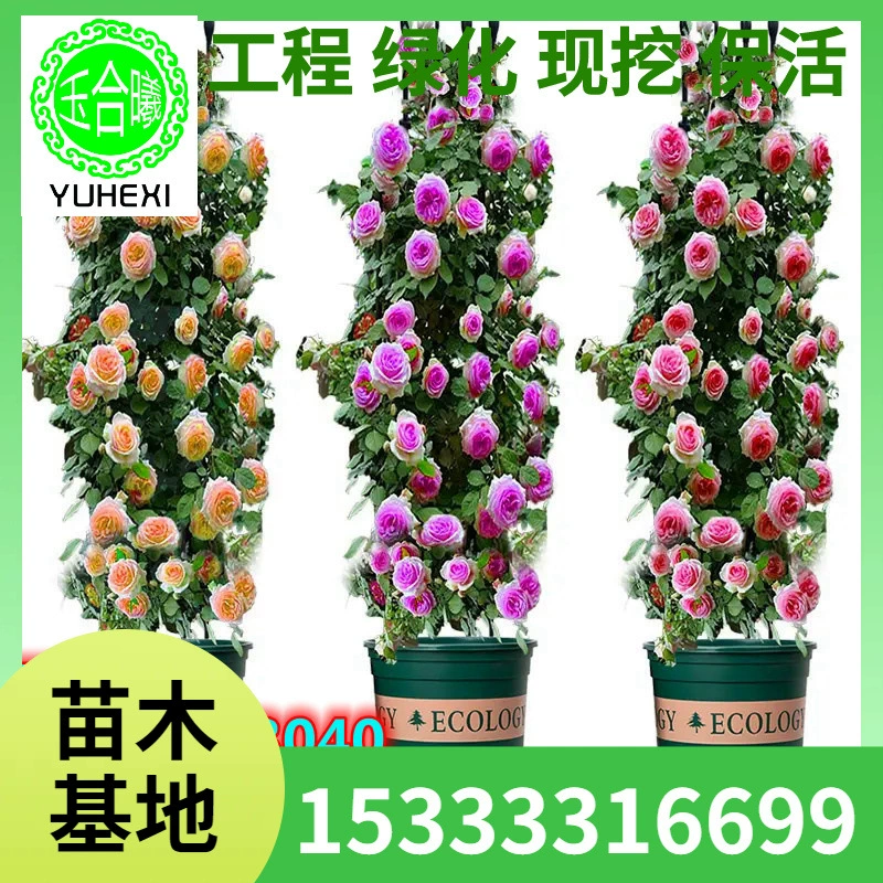 Большие рассады вьющихся роз, ароматные крупноцветковые европейские розы, маленькие рассады многовесенних цветущих материнских роз.