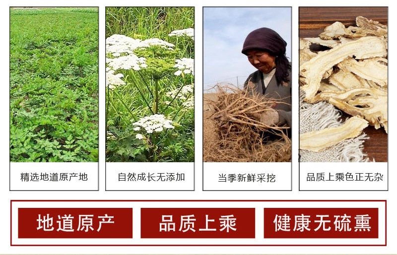 Dried Angelica Slices Dang Gui 500g Chinese Herbal Decoction Pieces for Soup and Tea in use