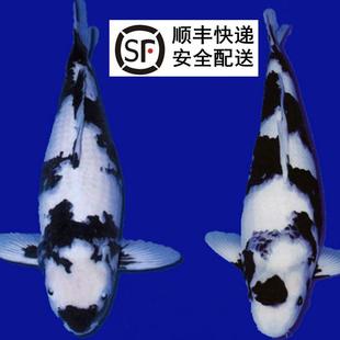 日本錦鯉魚圖片 海量高清日本錦鯉魚圖片大全 阿里巴巴 日本錦鯉魚圖片 海量高清日本錦鯉魚圖片大全 阿里巴巴