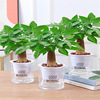 Fortune Tree indoor potted green plant flowers hydroponic plant green Luo Wenzhu four seasons good feed office desktop