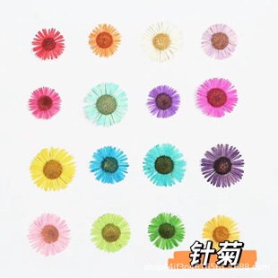 Needle chrysanthemum small flying canopy dried flower embossed flower plant specimen diy glue drop material Children's handmade postcard greeting card