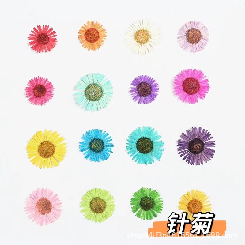 Needle chrysanthemum small flying canopy dried flower embossed flower plant specimen diy glue drop material Children's handmade postcard greeting card