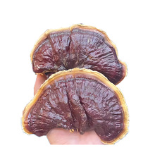 正宗金边灵芝自产自销菌香浓郁不苦诚招代理泡茶泡酒煲汤