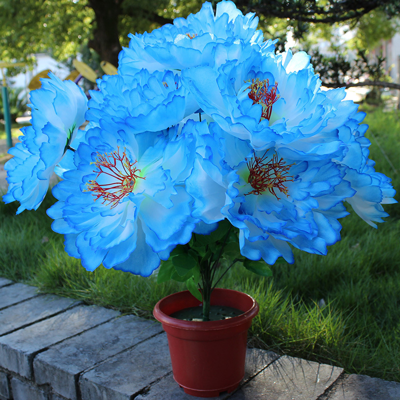 Blue without plate