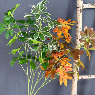 ����Gֲ����ľ�lؔ�~�ә����b������~��c���Ĳ廨���ֲ�