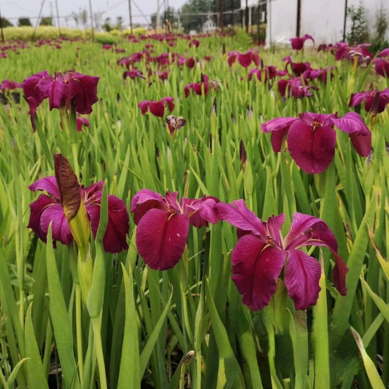 Луизиана Ирис Водный Вечнозеленый Ирис Искусственное водно-водное угодье Многолетнее водное растение Сафлорный Ирис