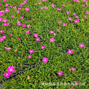 European Dianthus Ground Cover Dianthus Cold-Resistant Four-Season Perennial Florals Wholesale Garden Park Potted Wetland Water Body Greening