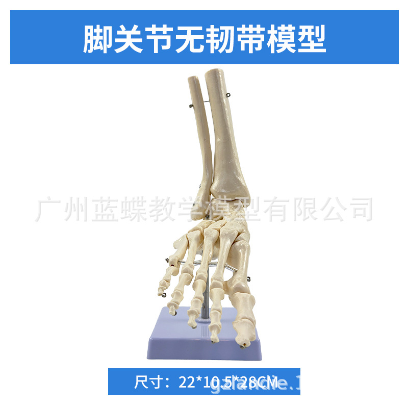 ��ѧ��������ؽڹ�����������׹Ǽ�ϥ�ؽ��ŹǿƸ��ʹ�ҽѧģ��