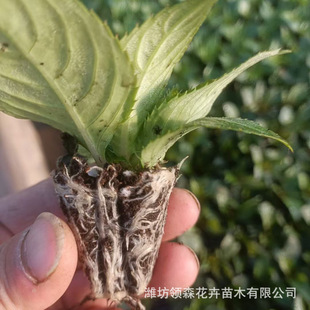 Dafengxian Cave Potted Seedling Cultivation Base Qingzhou Perennial Grass Flower Project Garden Street Ornamental Flower Supply