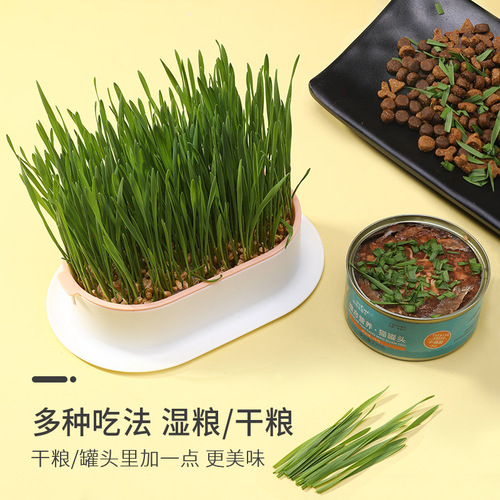 Cat Grass Planter General Planting Box Set Cat Grass Cat Snacks Wheat Seed Cultivation Hair Combing Cat Supplies