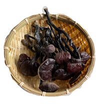 批发灵芝纯野生灵芝批发野生整枝赤灵芝芝菌6公分以上